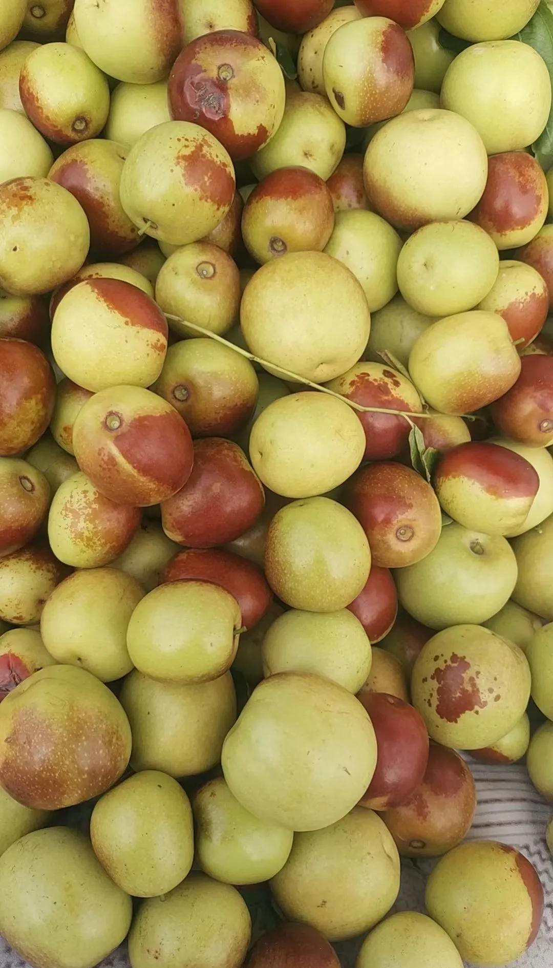 咬一口就上頭!黃驊冬棗甜到心坎里